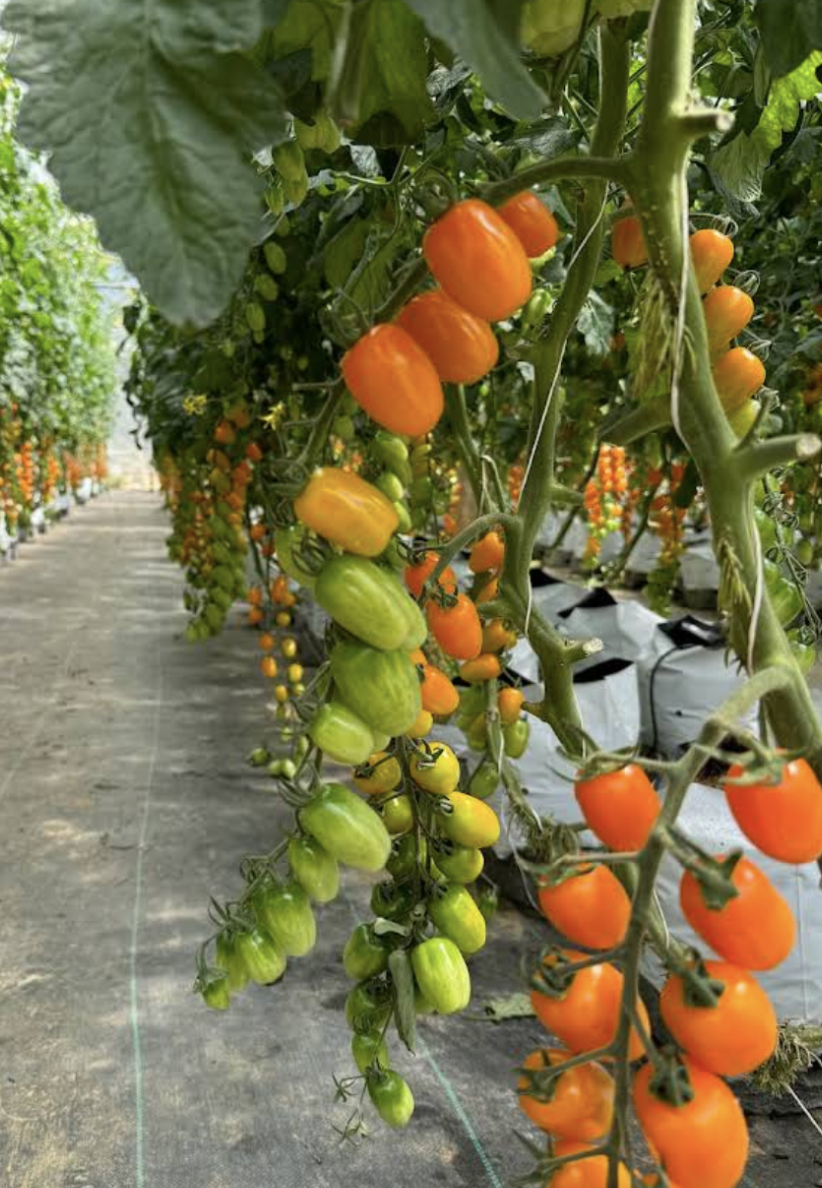 Cà ngọt Hạnh Phúc
